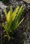 Asplenium holstii