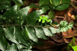 Asplenium mossambicense