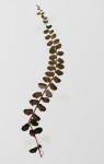 Asplenium trichomanes subsp. quadrivalens