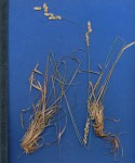 Eragrostis capensis