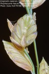 Eragrostis capensis