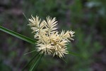 Cyperus hemisphaericus