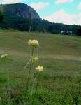 Cyperus hemisphaericus