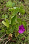 Ipomoea asarifolia