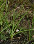 Chlorophytum affine var. curviscapum