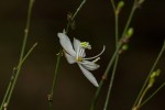 Chlorophytum galpinii var. matabelense