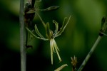 Chlorophytum macrosporum