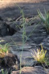 Chlorophytum macrosporum