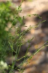 Chlorophytum macrosporum