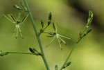 Chlorophytum macrosporum