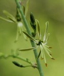 Chlorophytum macrosporum