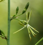 Chlorophytum macrosporum