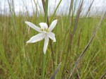 Chlorophytum cameronii var. pterocaulon