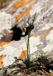 Chlorophytum pygmaeum subsp. rhodesianum