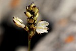 Chlorophytum pygmaeum subsp. rhodesianum