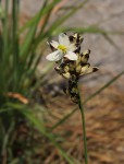 Chlorophytum pygmaeum subsp. rhodesianum