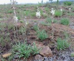 Chlorophytum transvaalense