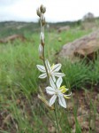 Chlorophytum transvaalense