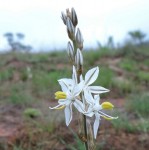 Chlorophytum transvaalense