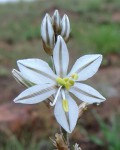 Chlorophytum transvaalense