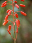 Aloe ballii var. makurupiniensis