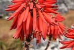 Aloe munchii