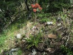 Aloe swynnertonii