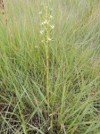 Habenaria calvilabris