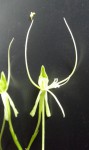 Habenaria cirrhata