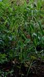 Habenaria disparilis