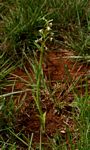 Habenaria falcicornis var. caffra