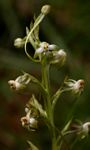 Habenaria falcicornis var. caffra