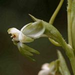 Habenaria falcicornis var. caffra