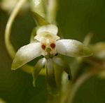 Habenaria falcicornis var. caffra