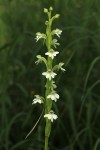 Habenaria galactantha