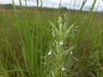 Habenaria lindblomii