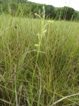 Habenaria magnirostris