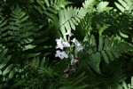 Habenaria stylites subsp. rhodesiaca