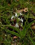 Habenaria subaequalis