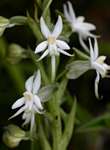 Habenaria subaequalis