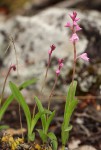 Polystachya valentina