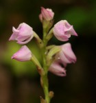 Polystachya valentina