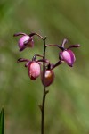 Eulophia coeloglossa