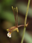 Eulophia longisepala