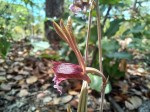 Eulophia longisepala