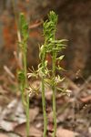 Eulophia nyasae