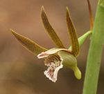 Eulophia nyasae