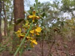 Eulophia streptopetala