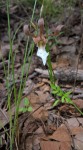 Eulophia venulosa