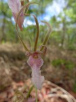 Eulophia venulosa